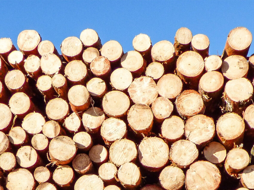 Holz Fahrrad Höhle der Löwen